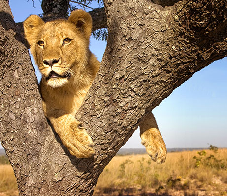 ÁFRICA DO SUL ESSENCIAL                                                                             