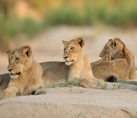 ÁFRICA DO SUL COM CHARME                                                                            