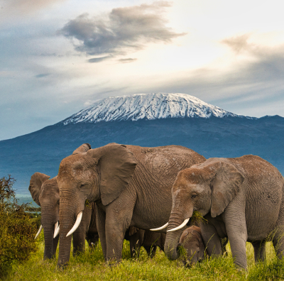 AVENTURA PELO LESTE AFRICANO – QUÊNIA E TANZÂNIA                                                    